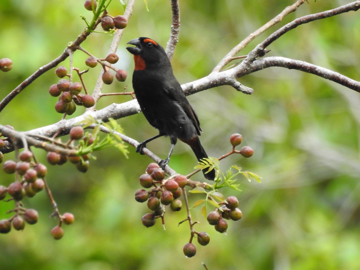 Greater Antillean Bullfinch - ML96248091