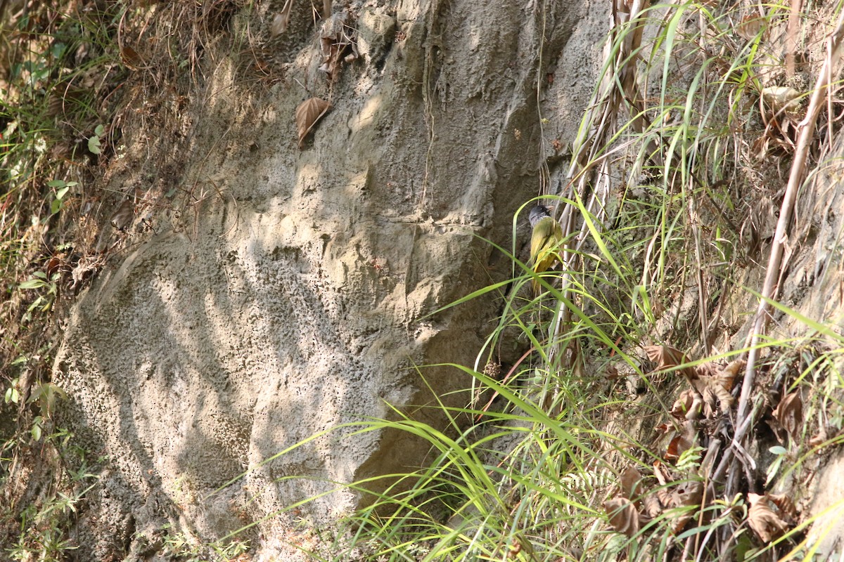 Collared Finchbill - ML96249021