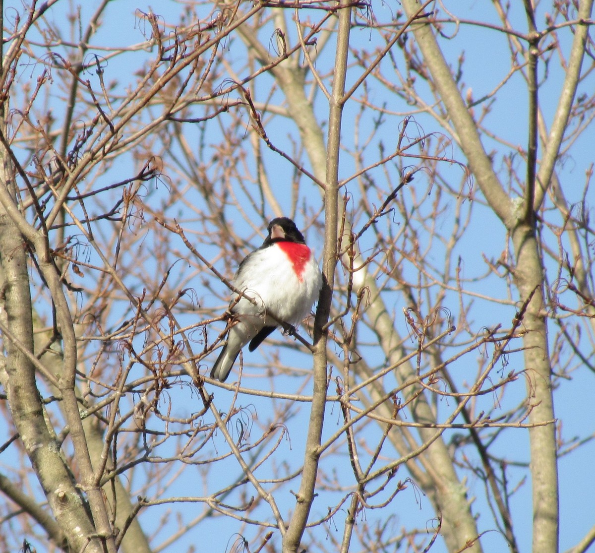 Rose-breasted Grosbeak - Jeff Wells