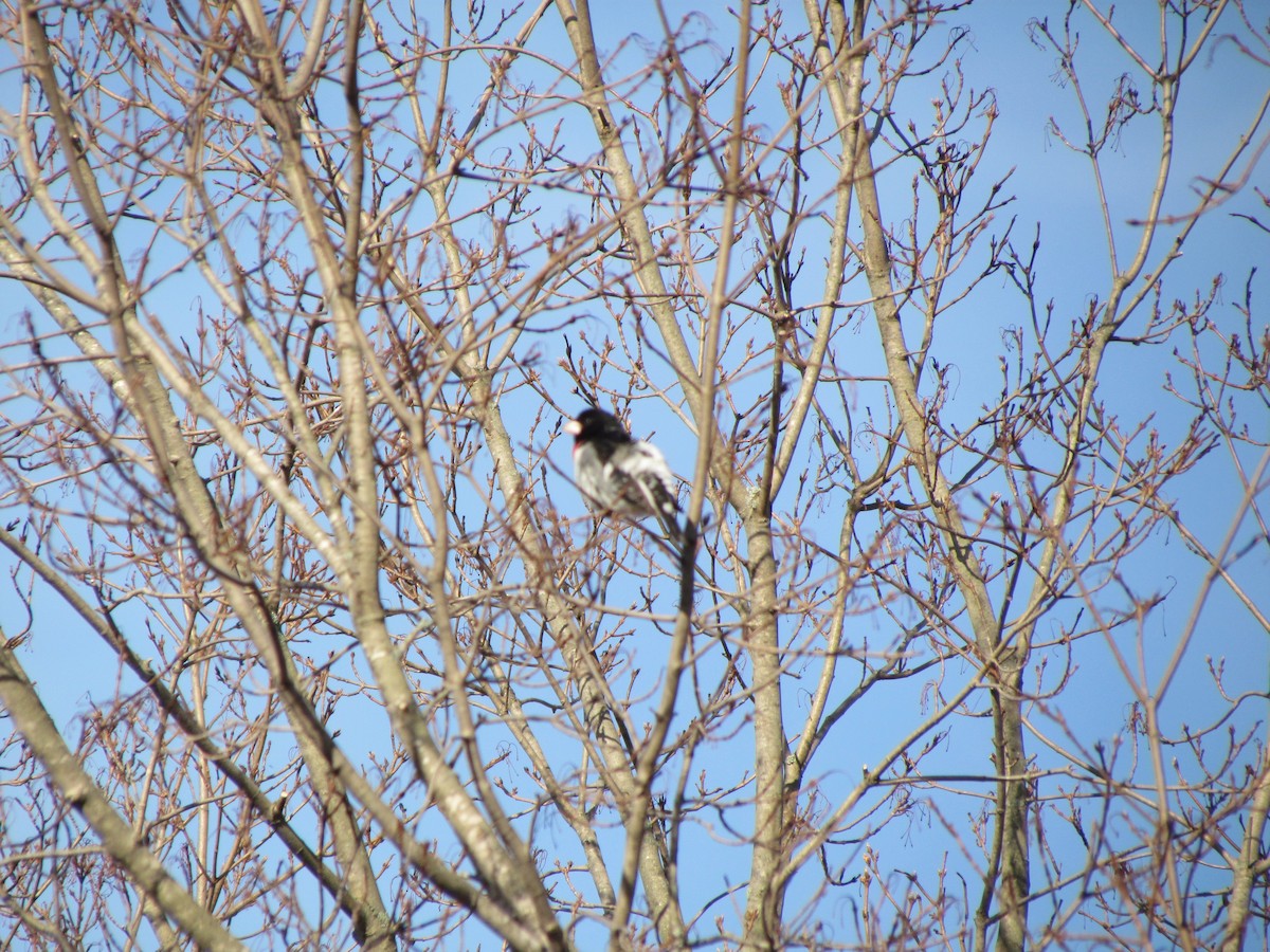 Rose-breasted Grosbeak - ML96249841