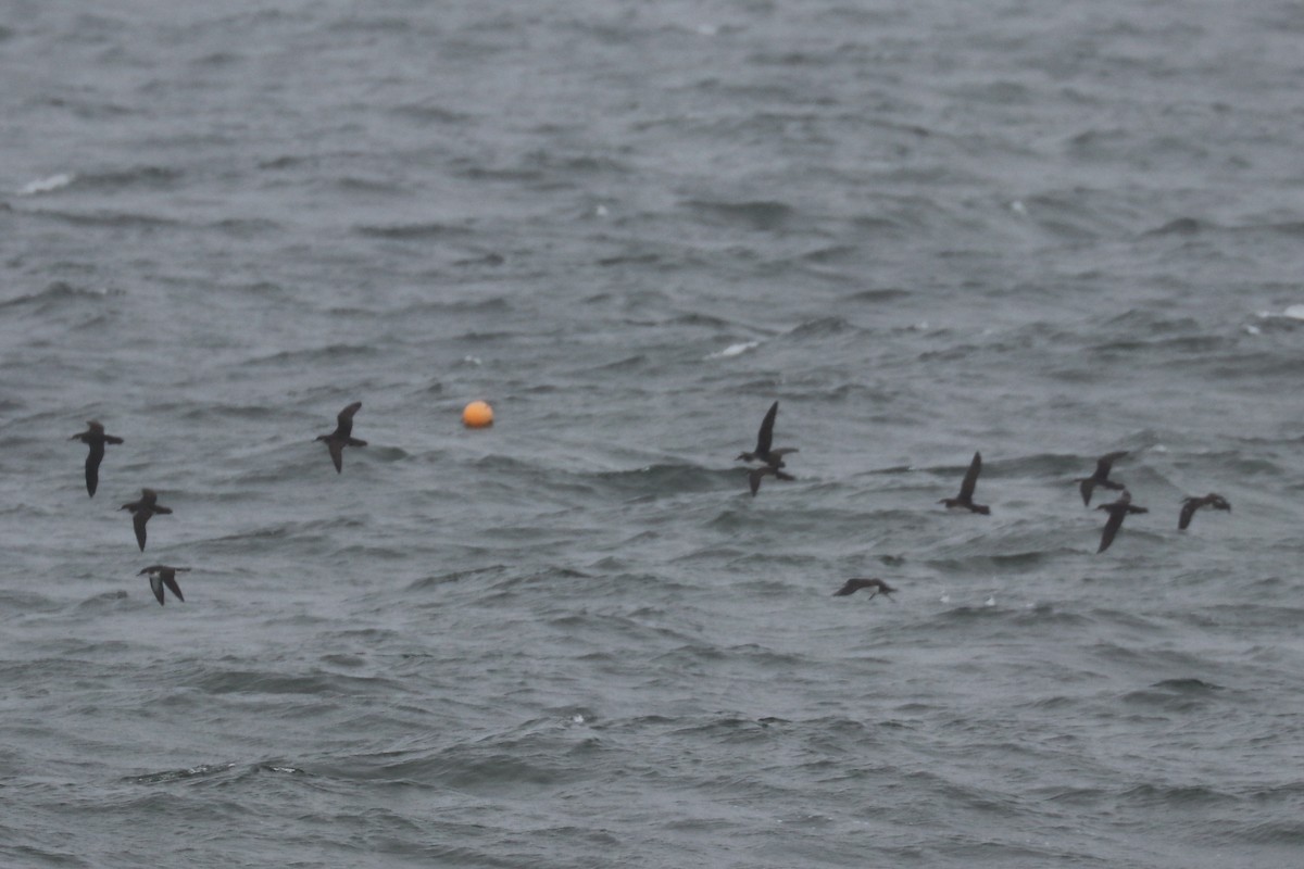 Manx Shearwater - Bruce Kerr