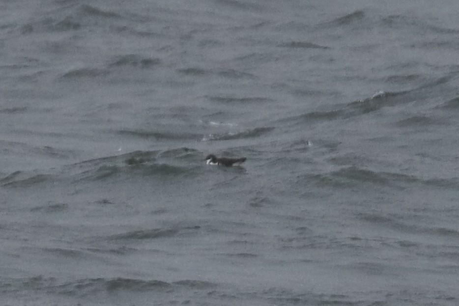 Manx Shearwater - Bruce Kerr