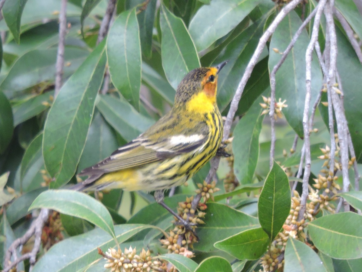 Cape May Warbler - Kathryn Cowdery