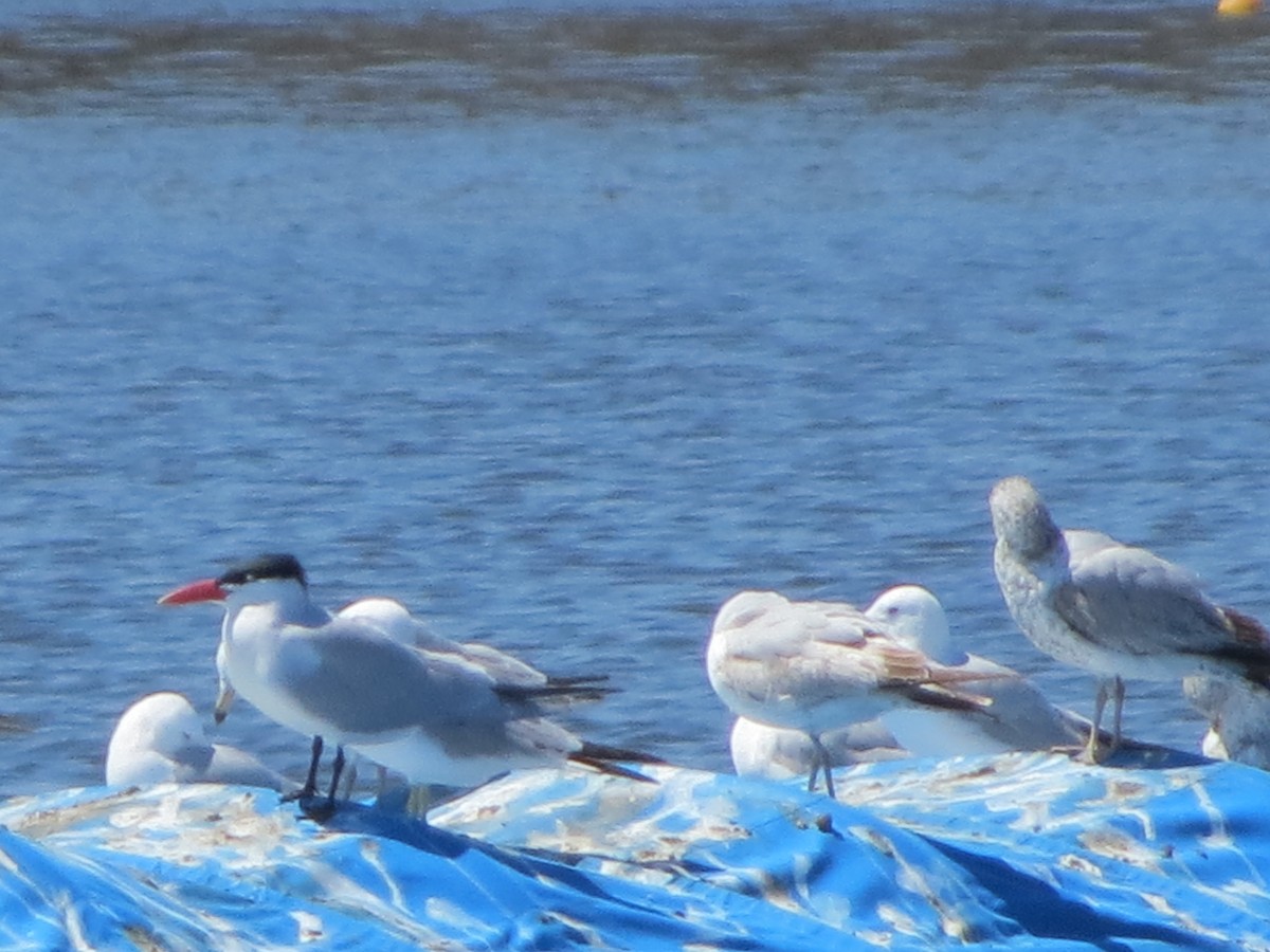 Caspian Tern - ML96254381