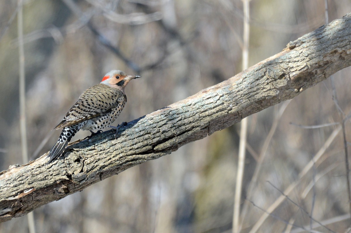 Northern Flicker - ML96257071