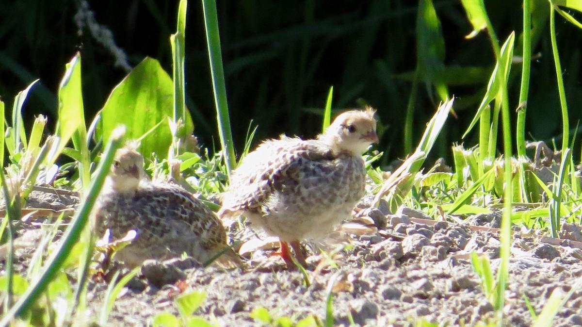 California Quail - Anonymous