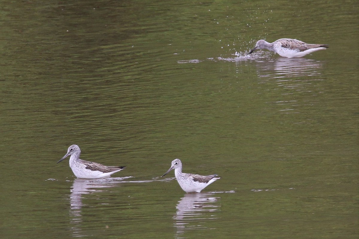 Common Greenshank - Wigbert Vogeley