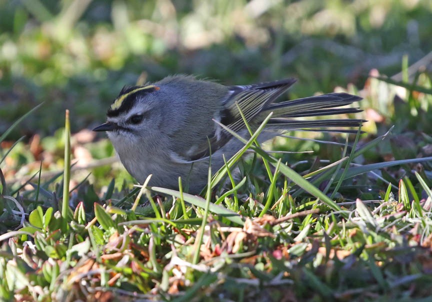 Golden-crowned Kinglet - Mark Dennis