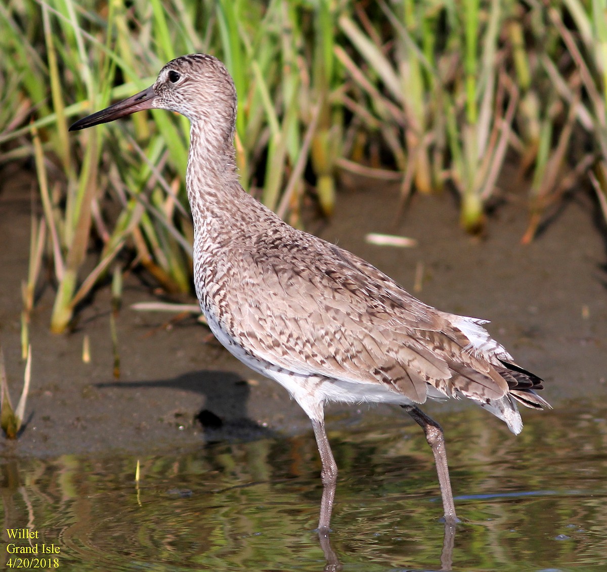 Willet (Eastern) - ML96261581