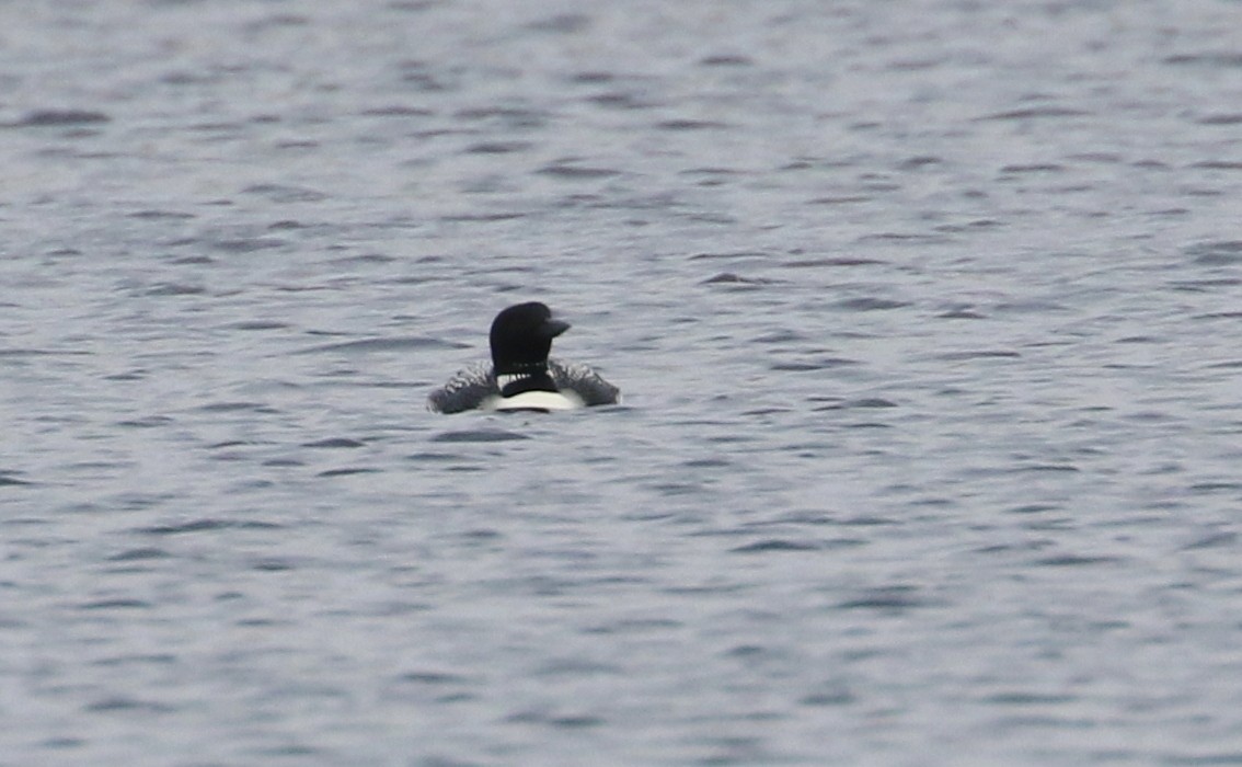 Common Loon - ML96262721