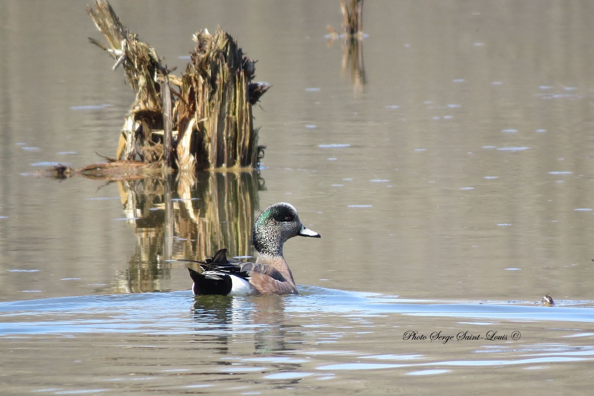 American Wigeon - ML96262841