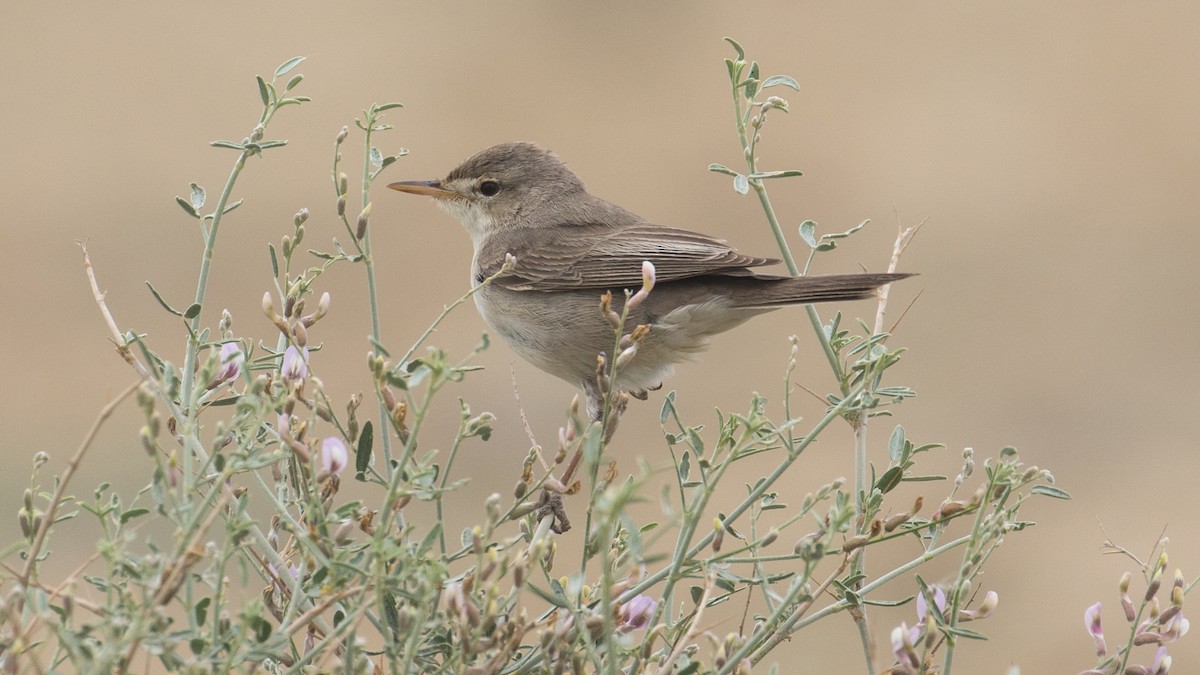 Upcher's Warbler - ML96263281