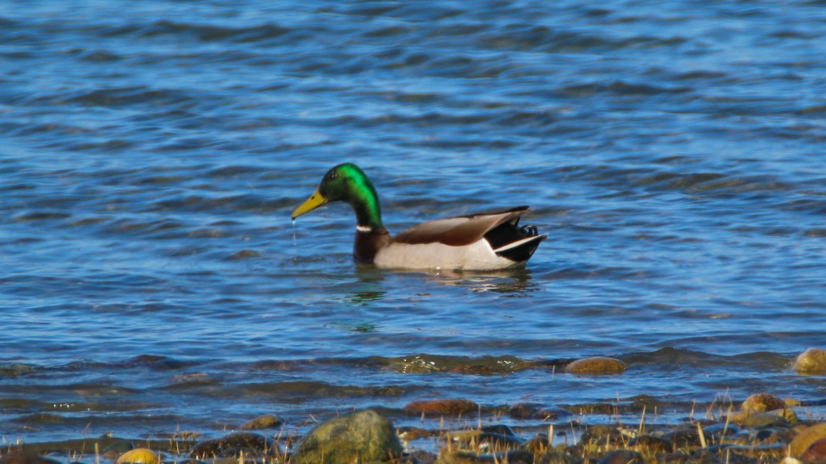 Mallard - ML96263361