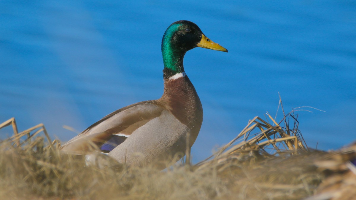 Mallard - ML96263391