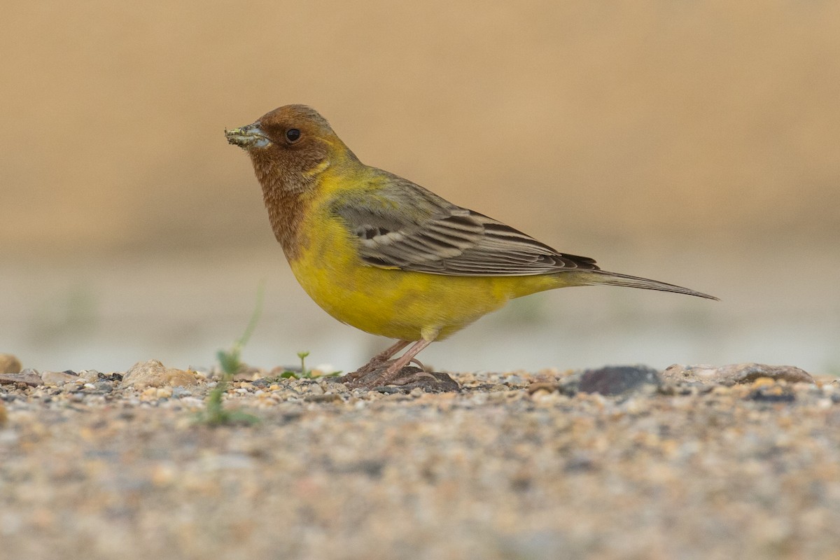 Bruant à tête rousse - ML96263561