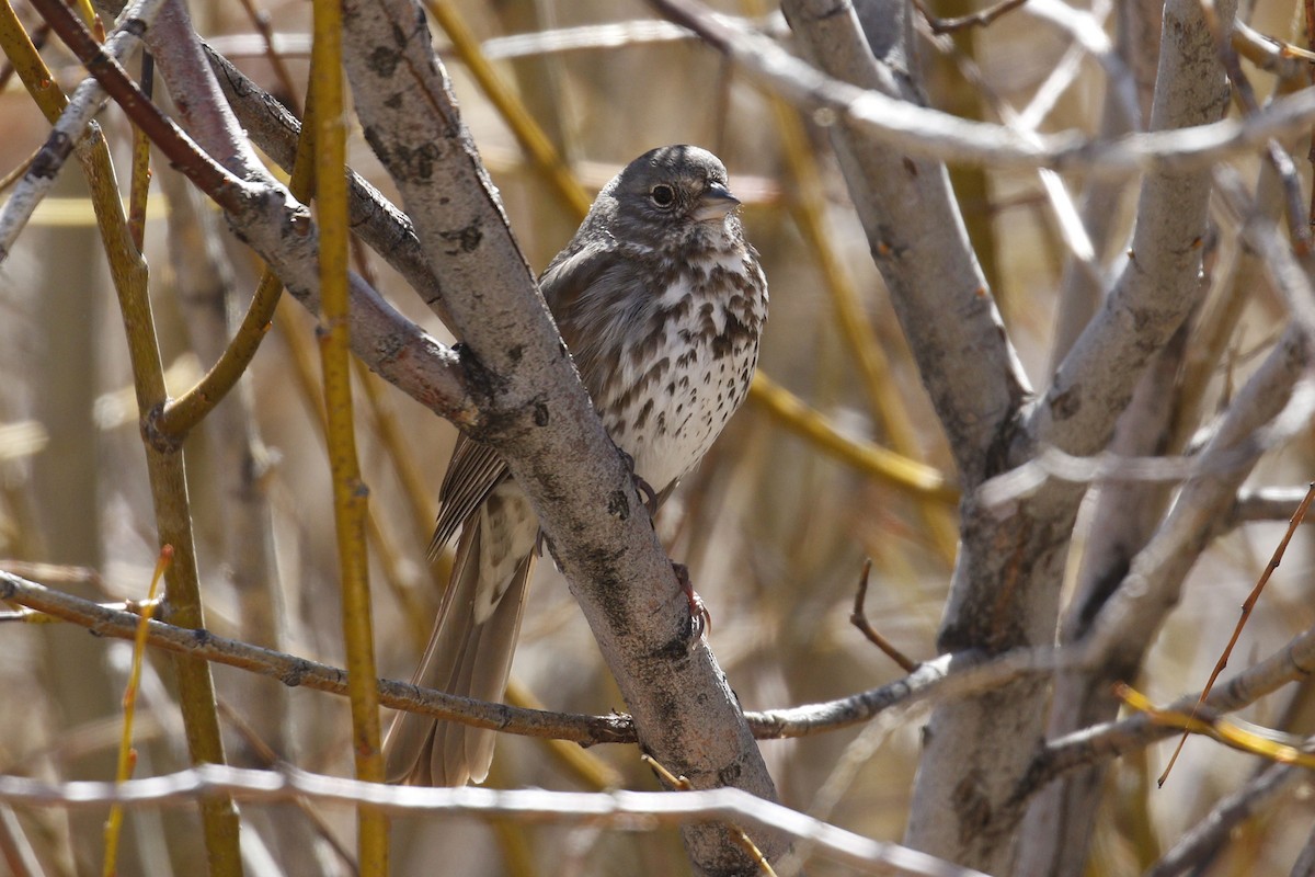 Fox Sparrow (Slate-colored) - ML96264951