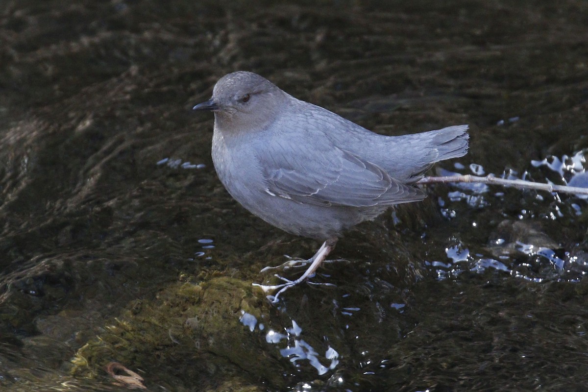 American Dipper - ML96265051