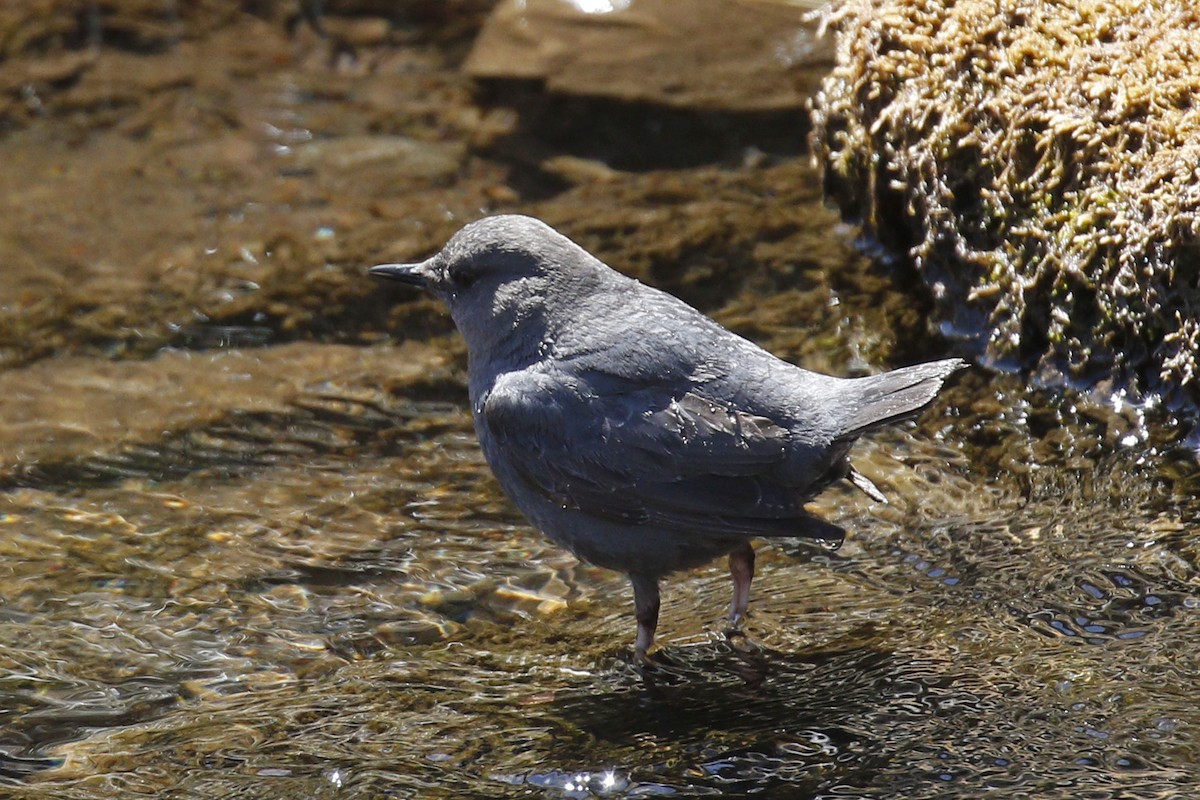 American Dipper - ML96265061