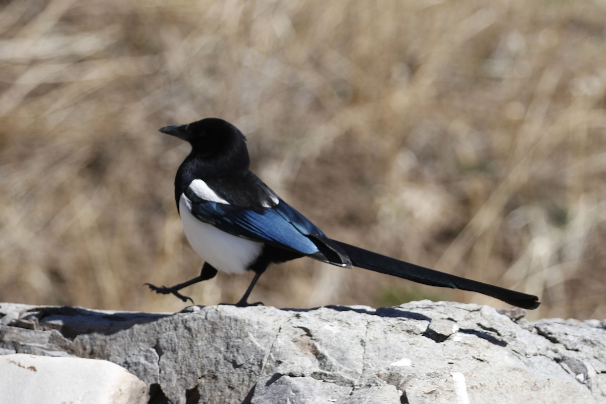 Black-billed Magpie - ML96265141