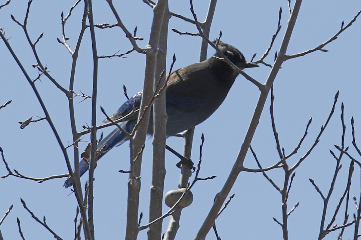 Steller's Jay - ML96265281