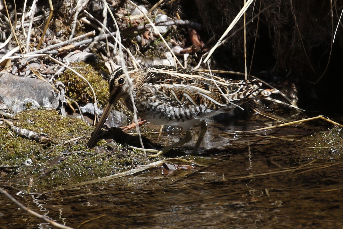 Wilson's Snipe - Donna Pomeroy