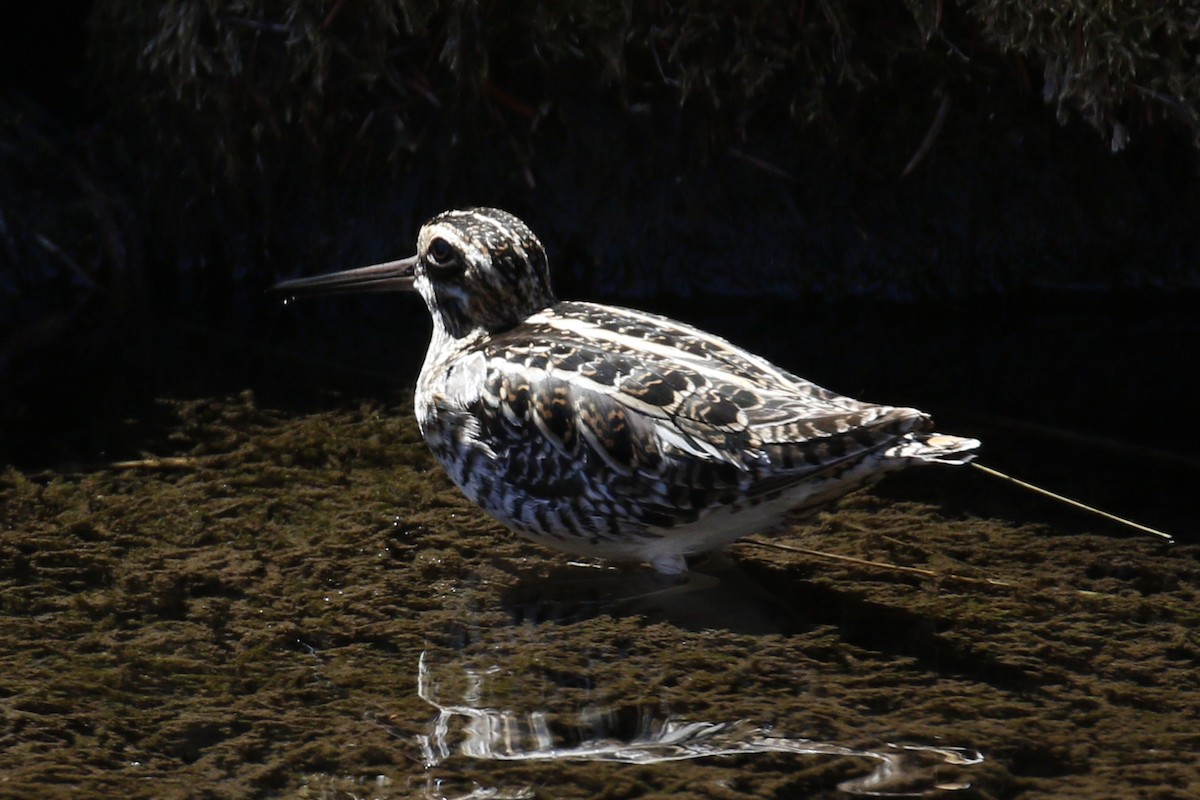 Wilson's Snipe - Donna Pomeroy