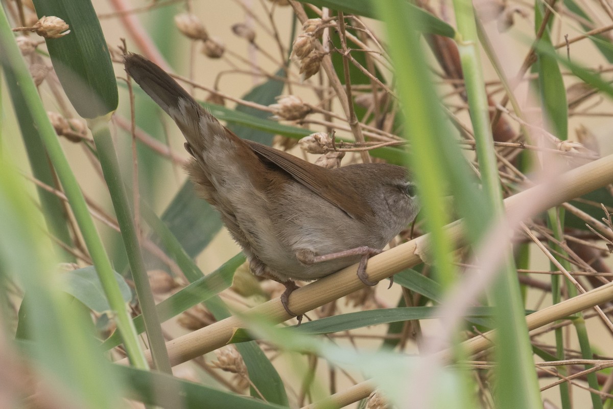 Cetti's Warbler - ML96265731