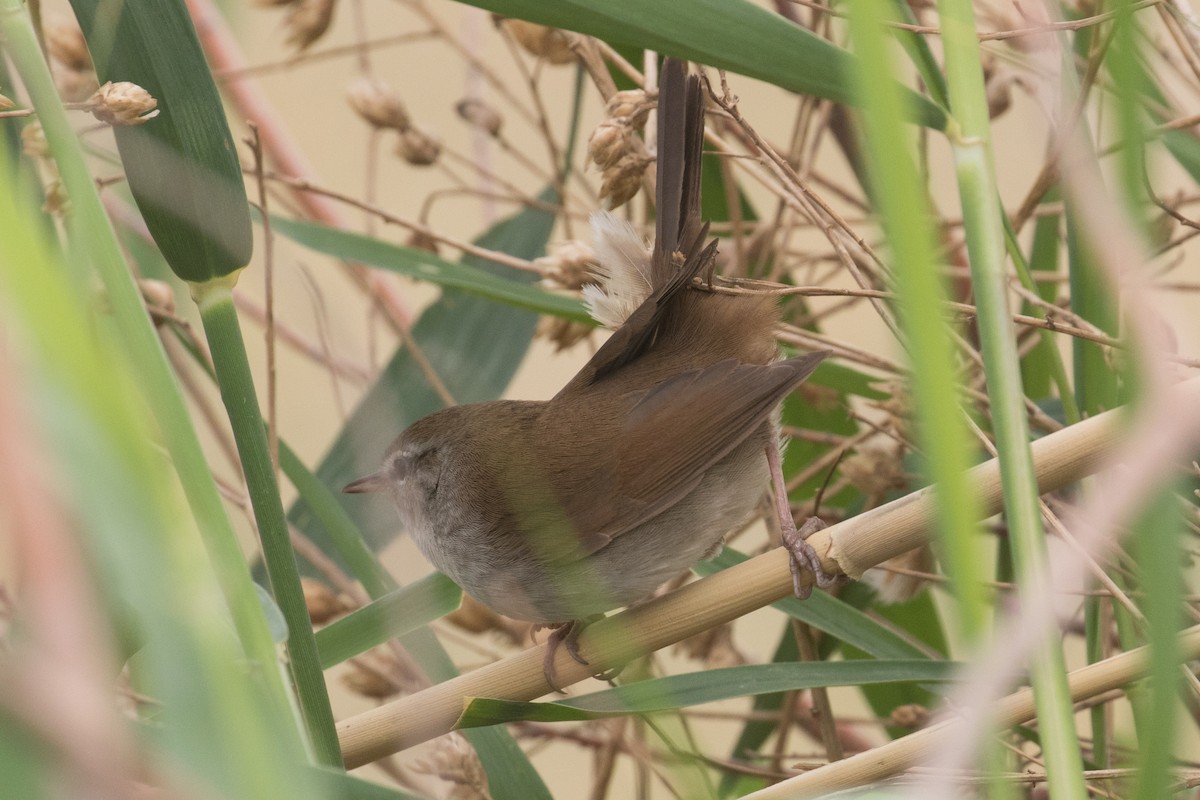 Cetti's Warbler - ML96265741