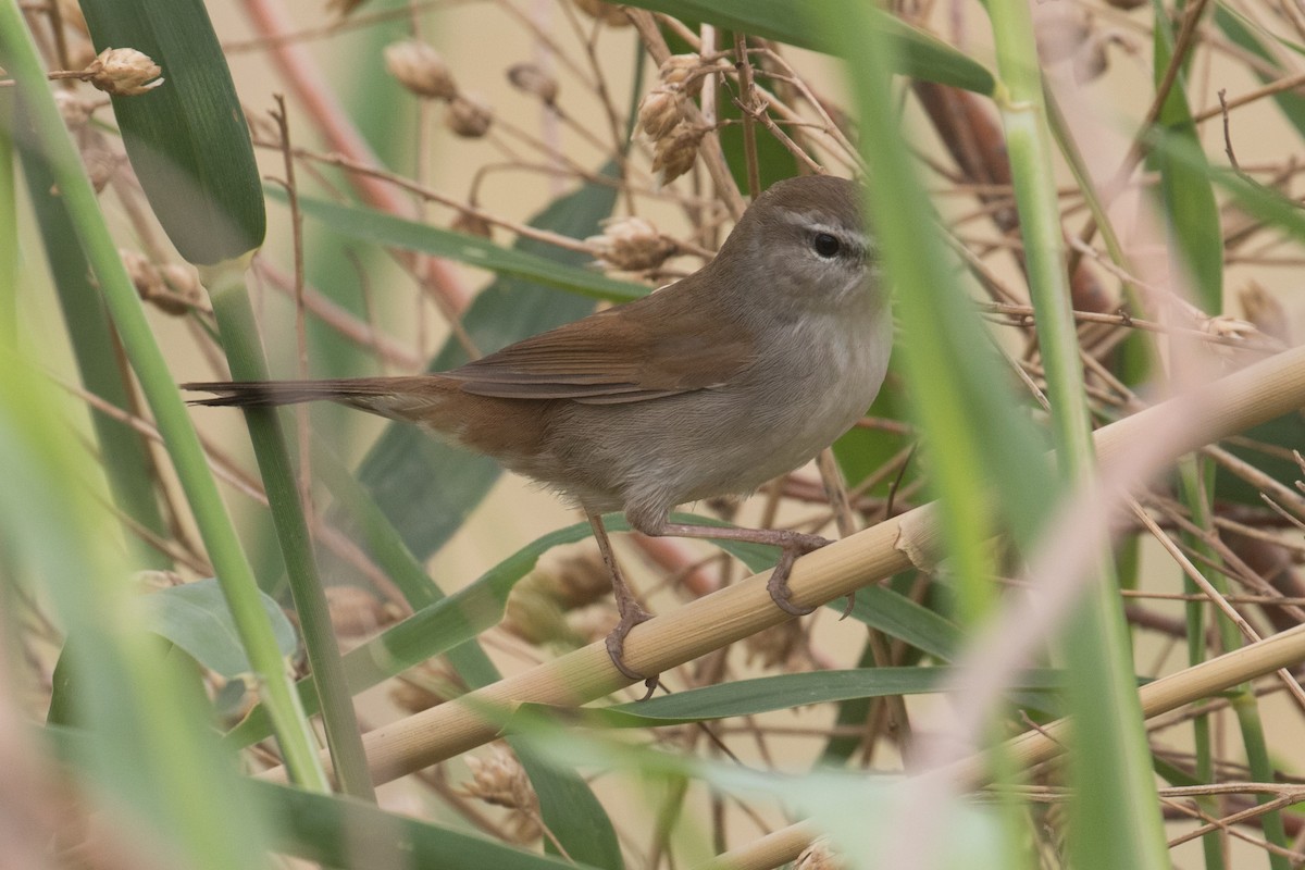 Cetti's Warbler - ML96265751