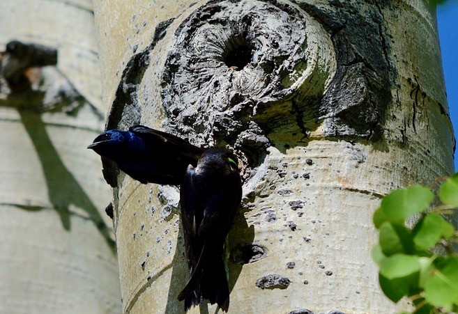 Purple Martin - ML96268811