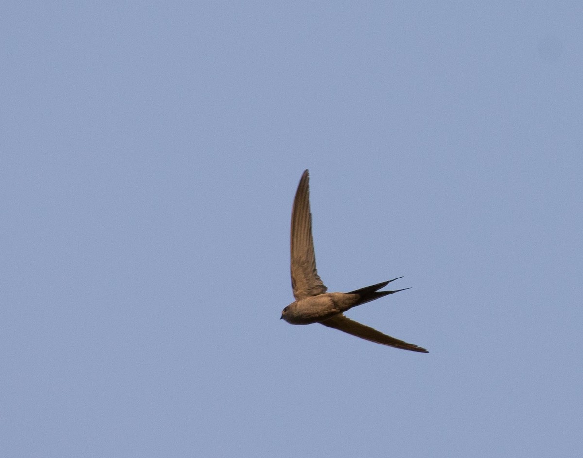 African Palm Swift - Simon Carter