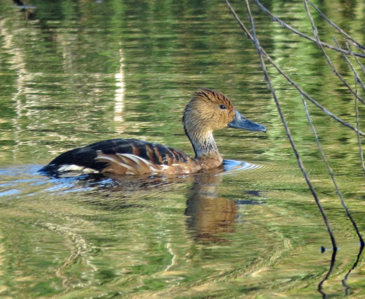 Fulvous Whistling-Duck - ML96269711