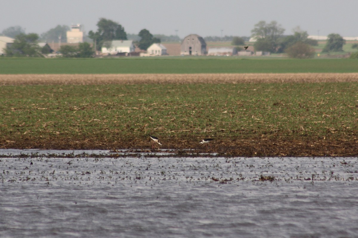 Black-necked Stilt - ML96274761