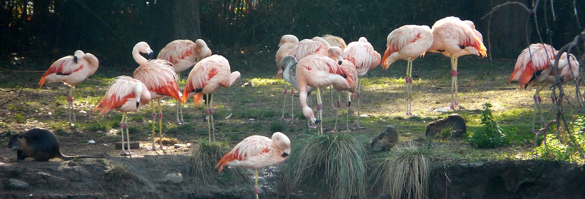 Chilean Flamingo - ML96275331