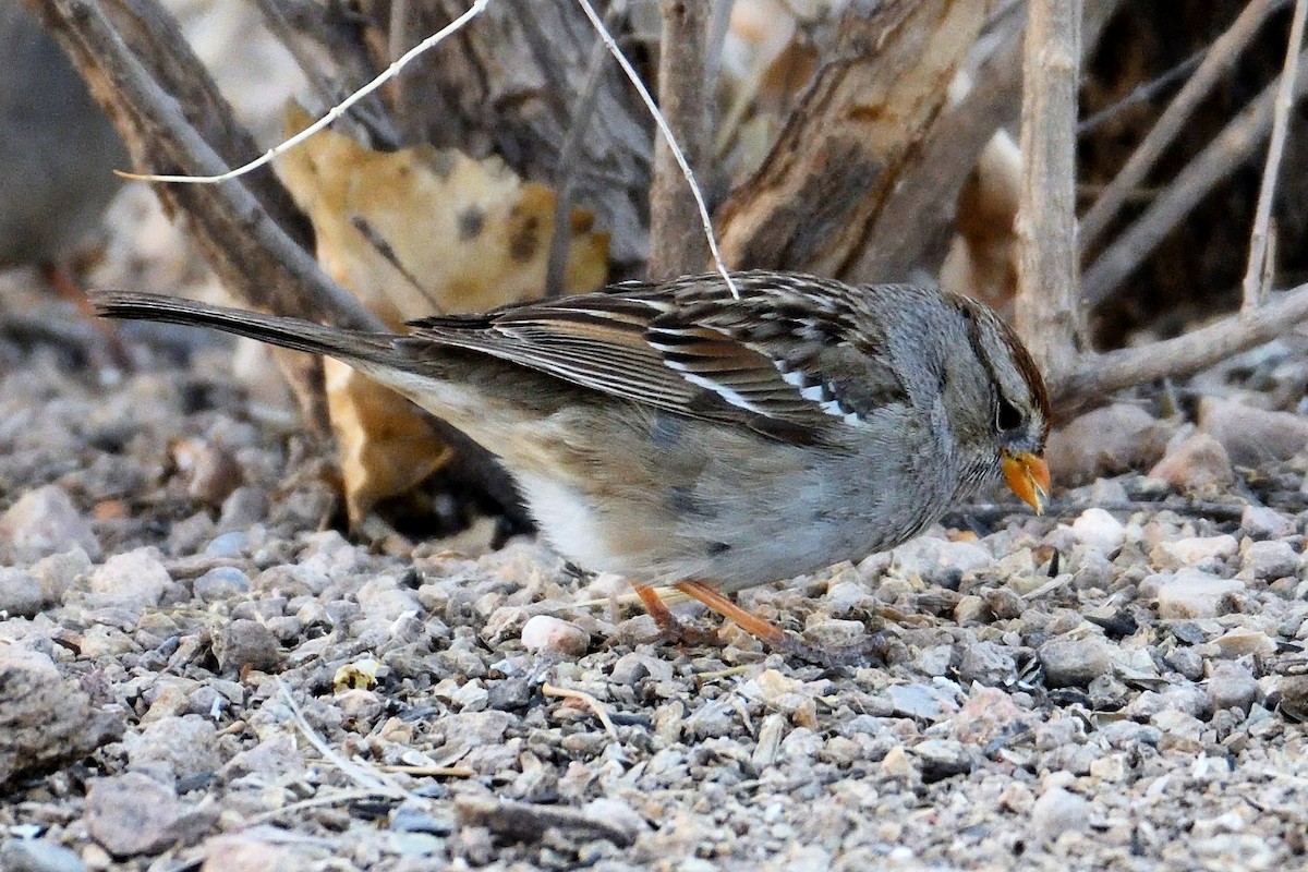 Bruant à couronne blanche - ML96276771