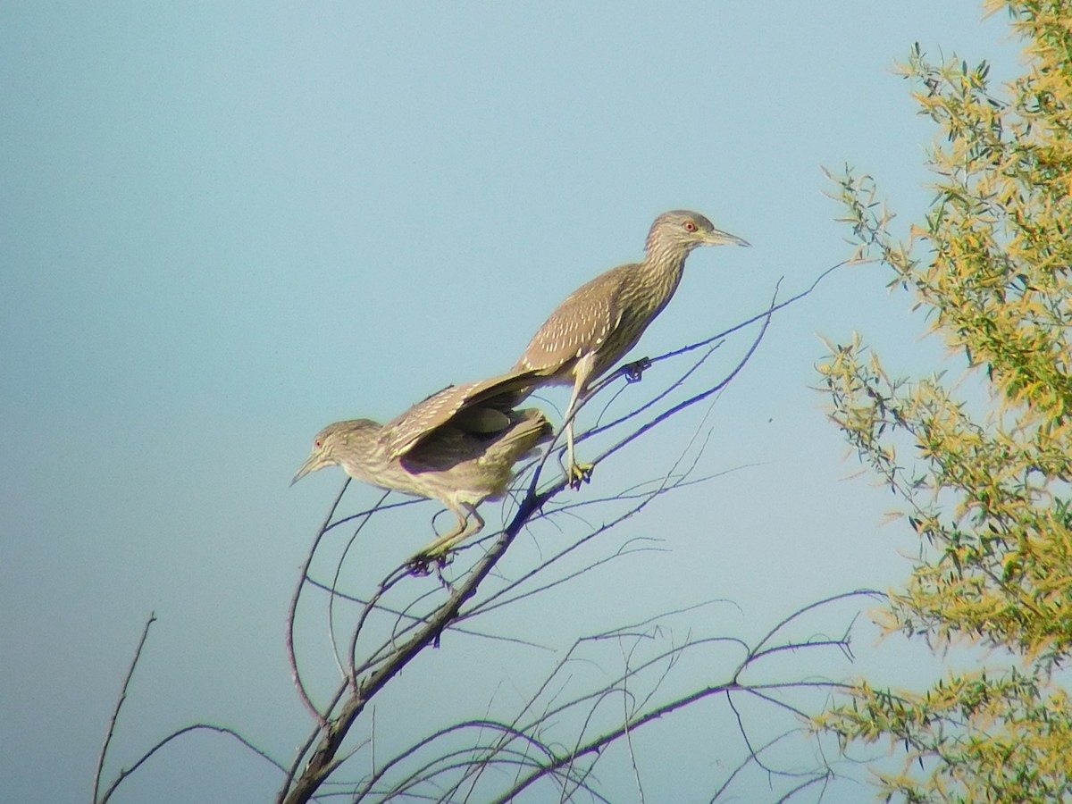 Black-crowned Night Heron - ML96277061