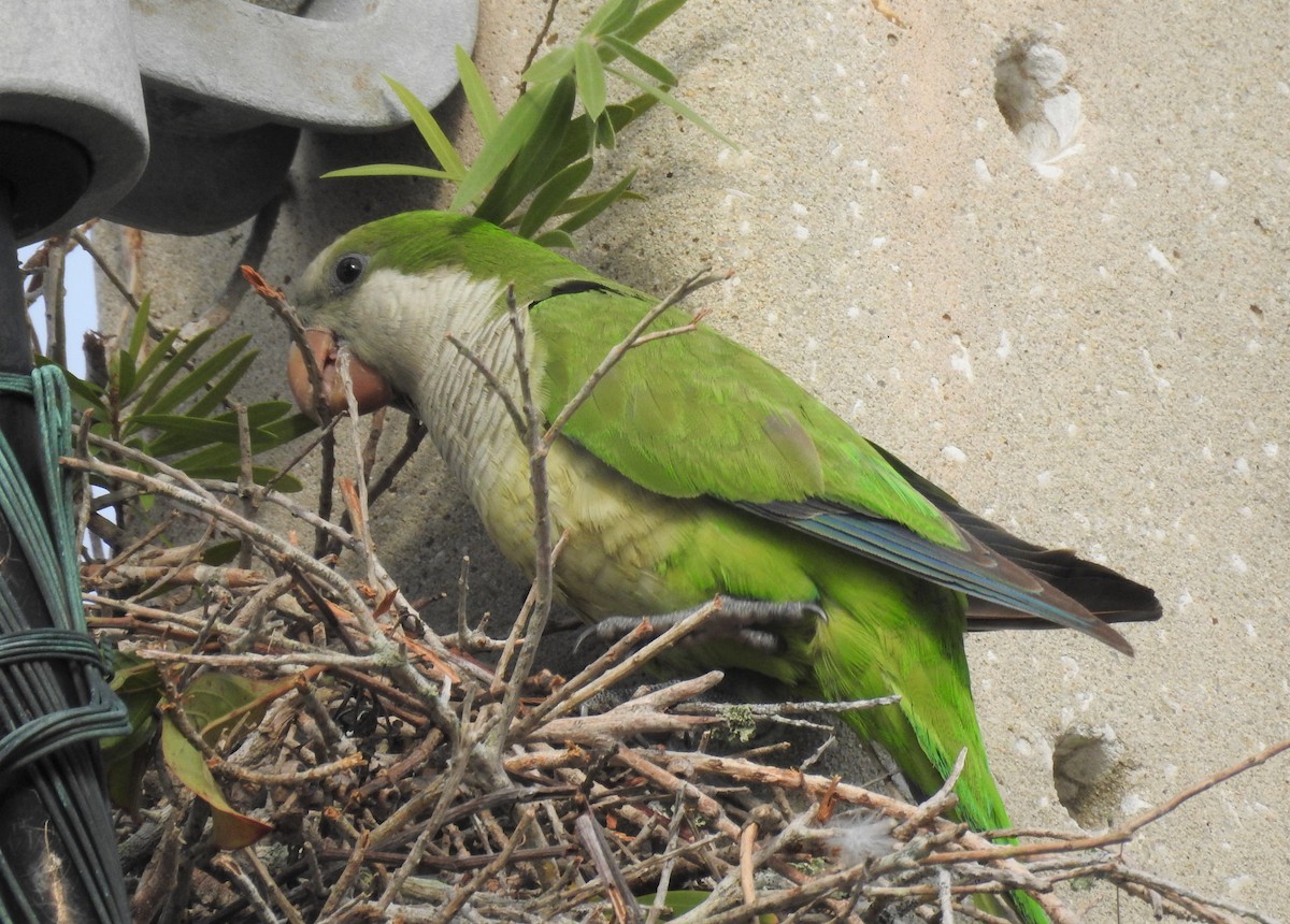 Monk Parakeet - ML96277231