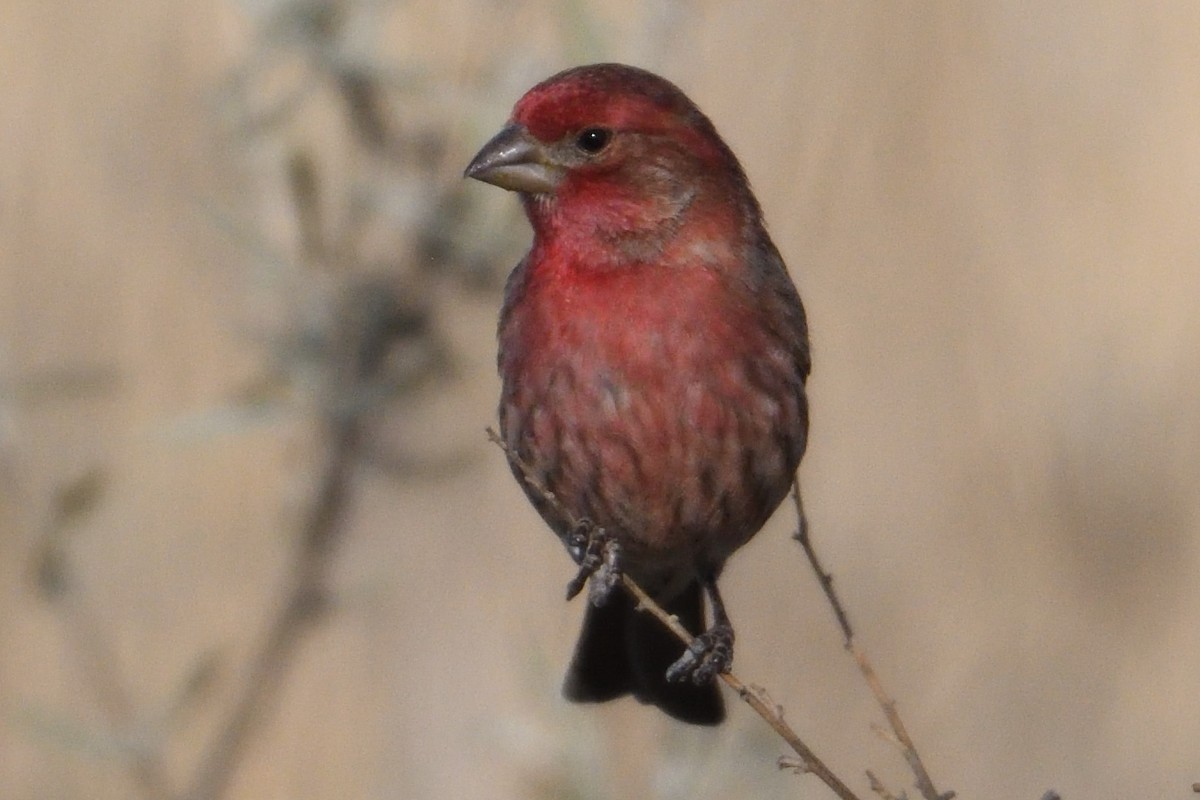 House Finch - John Doty