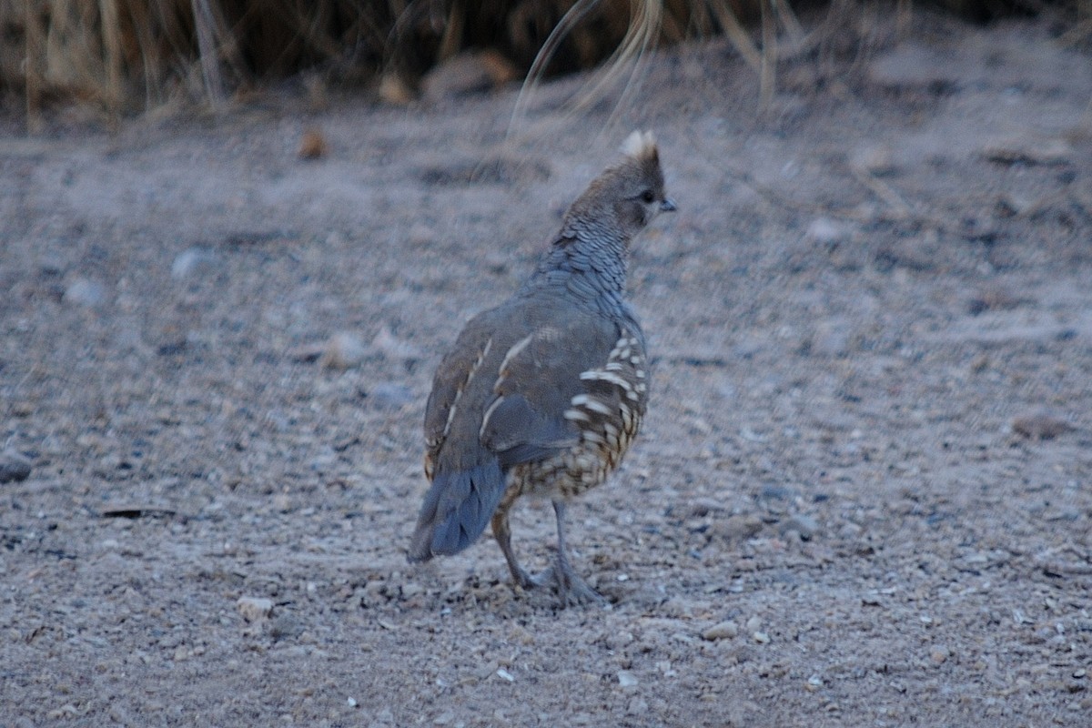 Scaled Quail - John Doty