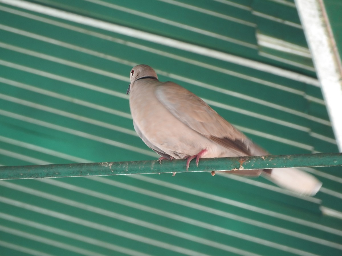 Eurasian Collared-Dove - ML96279811