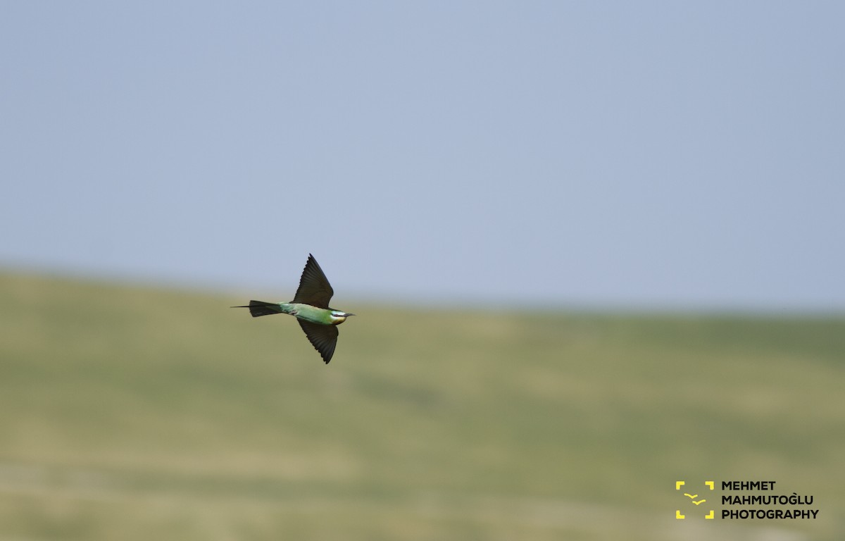 Blue-cheeked Bee-eater - ML96281701