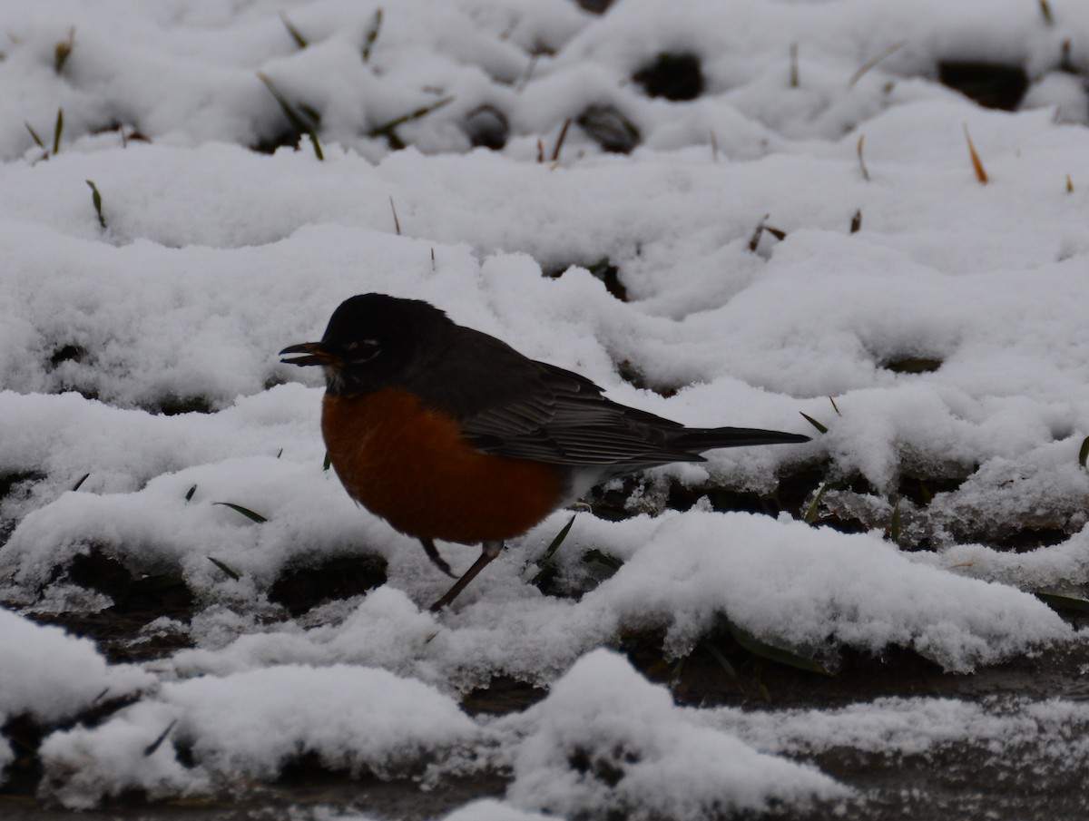 American Robin - Doug Overacker