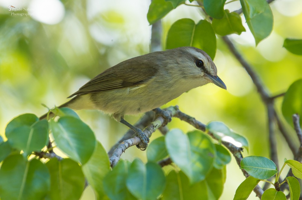 Yucatan Vireo - Julio Salgado