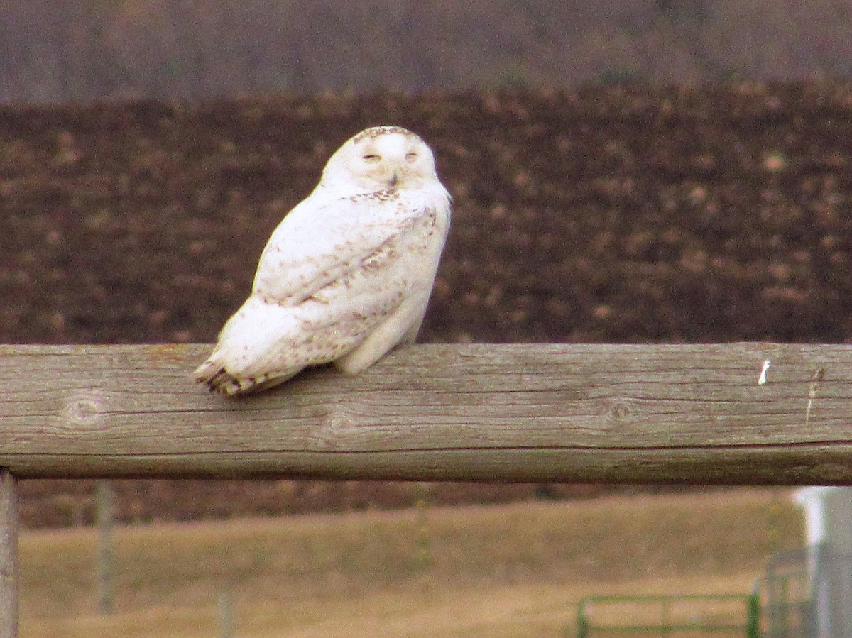 Snowy Owl - Jerome Mc Kenna