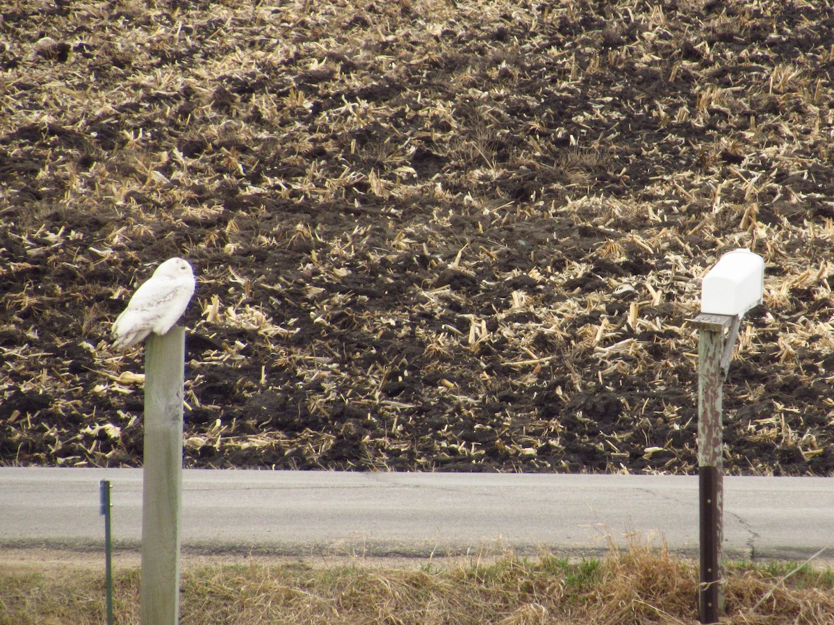 Snowy Owl - Jerome Mc Kenna