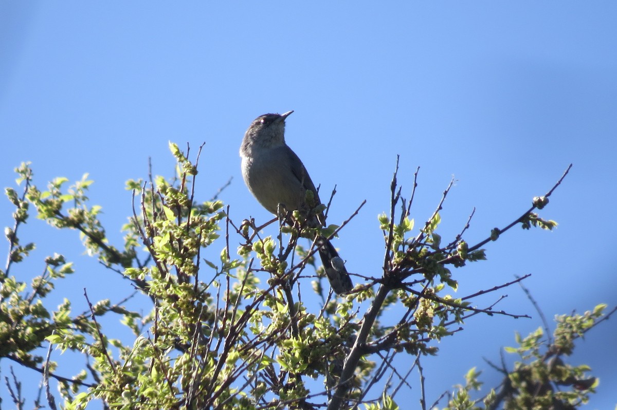 Bewick's Wren - ML96288411