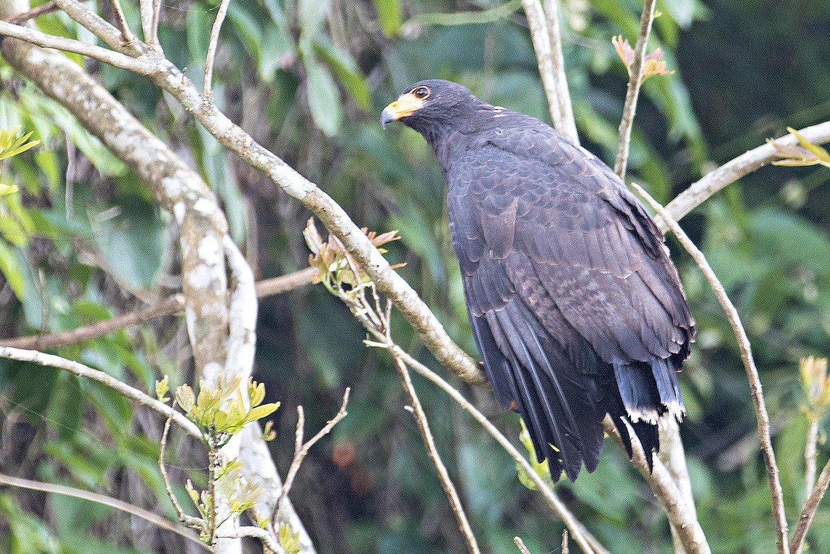 Common Black Hawk - Neil Dowling