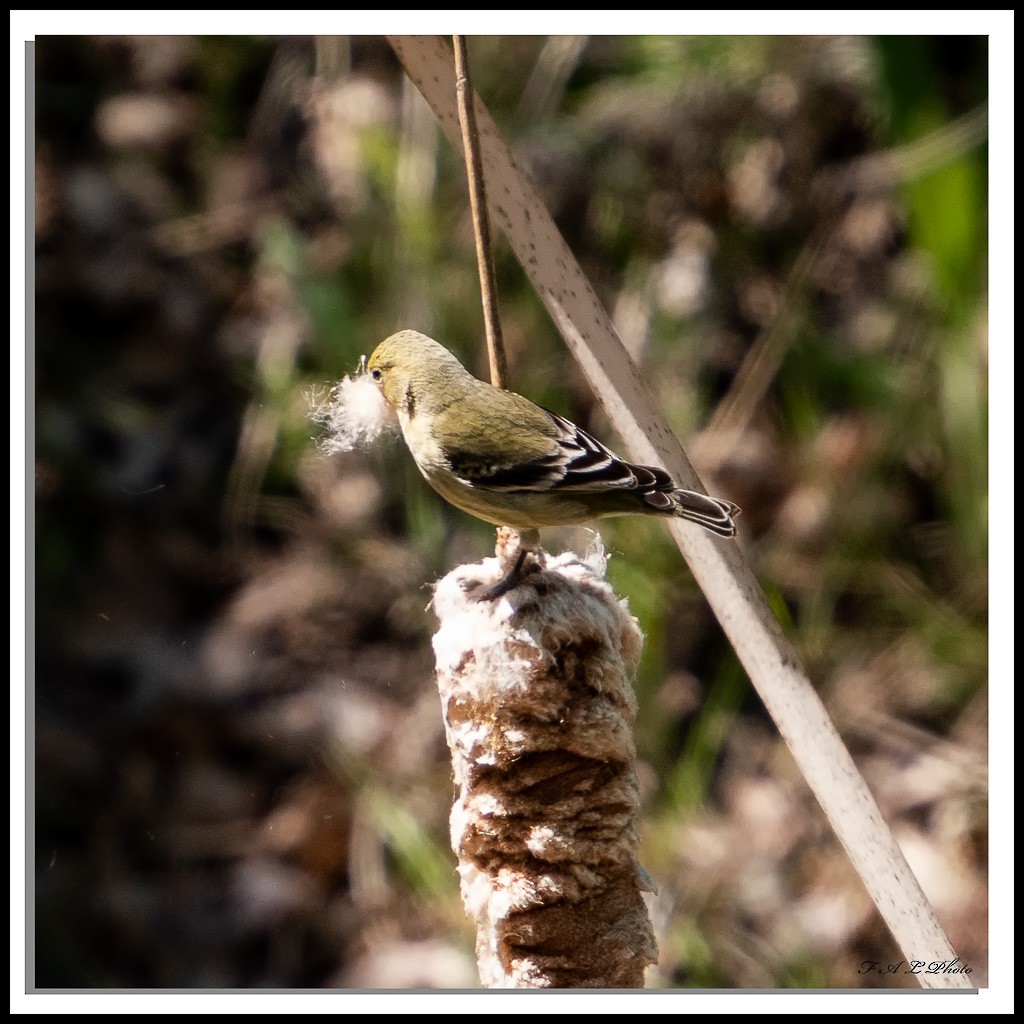 Lesser Goldfinch - ML96291651