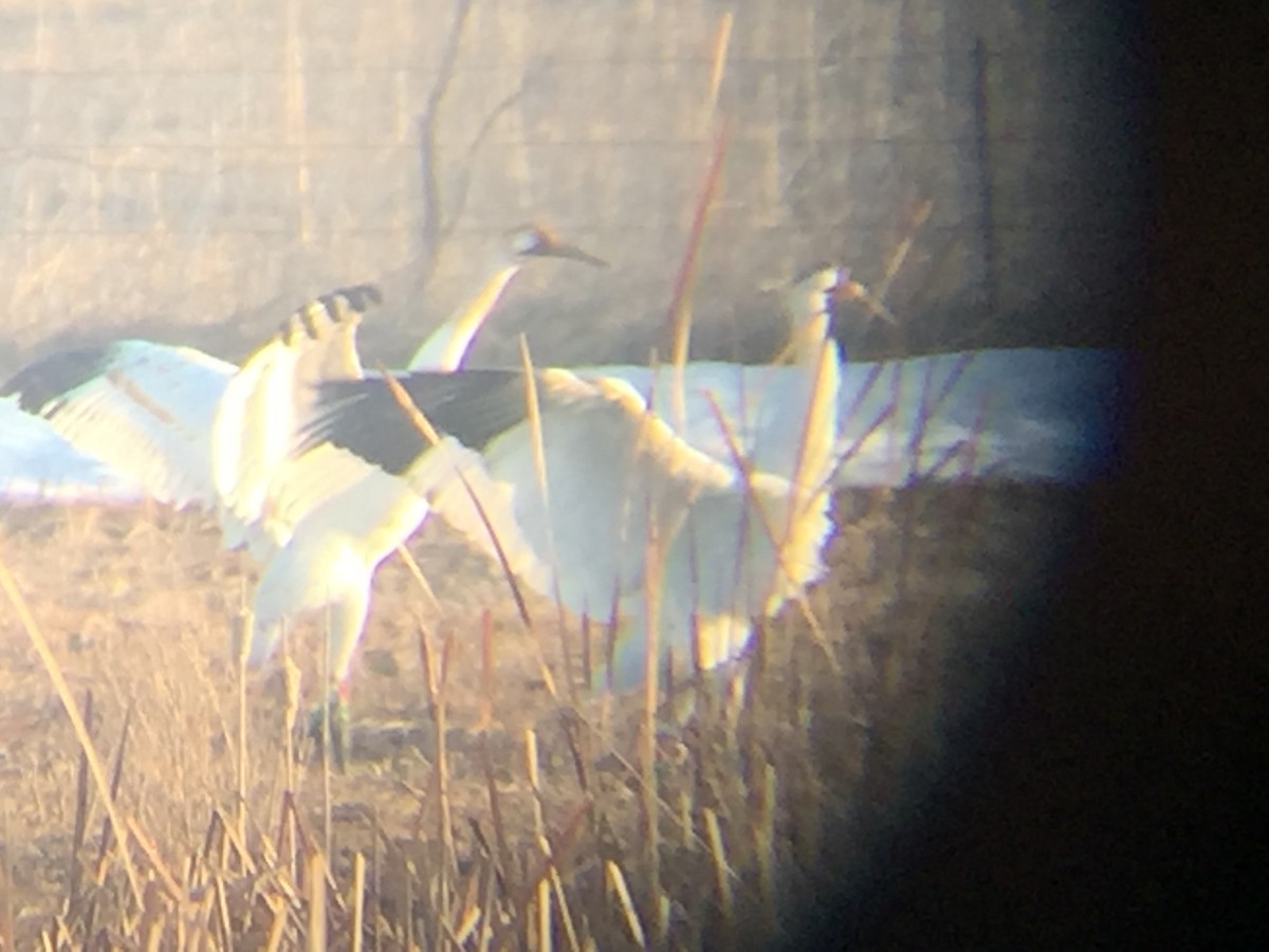 Whooping Crane - ML96295721