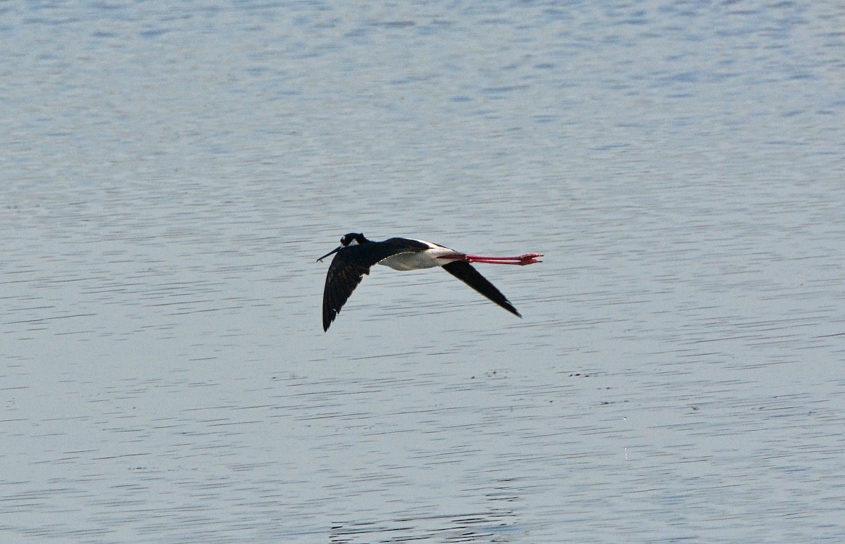 Black-necked Stilt - Douglas Hall